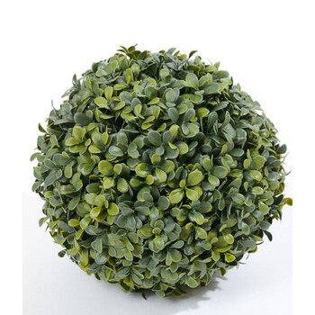 Boxwood