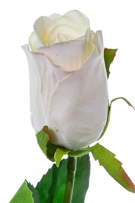 26 Rose Stem White