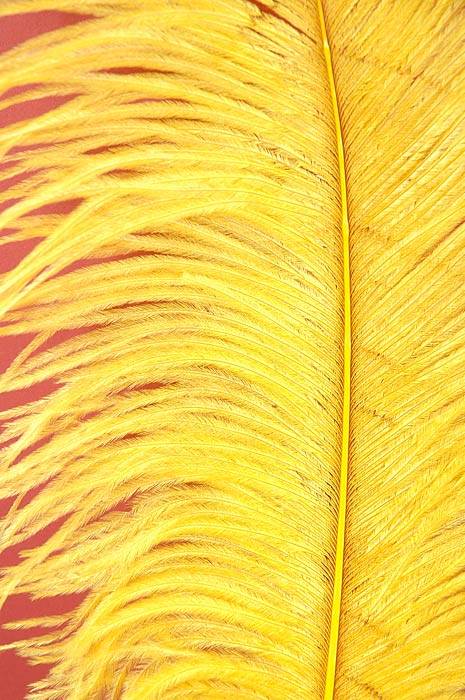 14-16 Ostrich Feathers: Yellow (6) [] 