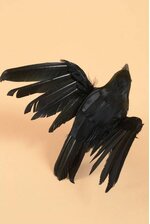 7" FEATHERED FLYING CROW BLACK