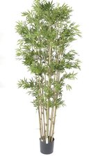 6FT JAPANESE BAMBOO TREE IN POT GREEN