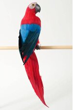 20" FEATHER PARROT FACING RIGHT RED/BLUE