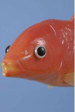 13" X 5" PLASTIC CARP FISH RED/ORANGE