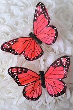 5" BUTTERFLY CORAL/RED PKG/12