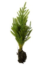20" JUST CUT NORFOLK PINE SAPLING NATURAL/FROSTED