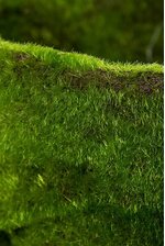 4.75" X 12" MOSS CONTAINER GREEN