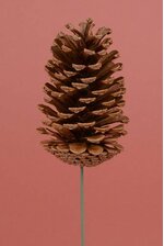 4" NATURAL PINE CONE PICK LACQUERED BROWN PKG/12
