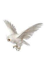 31" FLYING FEATHER WHITE OWL WHITE