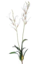 40" SPIDER ORCHID STEM W/PLANT WHITE