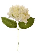 19" Hydrangea - 7" Bloom W/2 Leaves - Cream