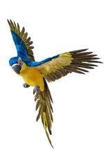 26" FEATHER FLYING MACAU ROYAL BLUE/YELLOW