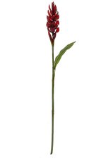 Exotic Flowers - GandGwebStore.com