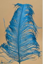 18"- 22" SINGLE OSTRICH FEATHER TURQUOISE