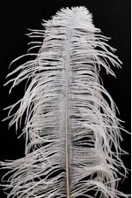 14"-16" OSTRICH FEATHER NATURAL WHITE PKG/12