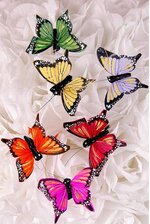2.5" FEATHER BUTTERFLY ASSORTED PKG/12