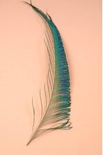 13"-17" PEACOCK FEATHER PKG/50