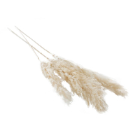 55"-62" PAMPAS GRASS (PKG-3) WHITE