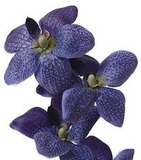 Silk Orchids - GandGwebStore.com