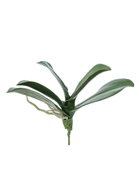 10" PHALAENOPSIS LEAF PLANT GREEN