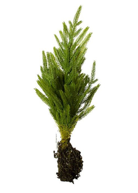 20" JUST CUT NORFOLK PINE SAPLING NATURAL/FROSTED