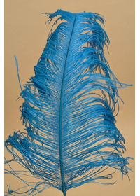 18"-22" OSTRICH FEATHER TURQUOISE PKG/12
