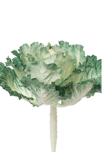 11.5" ORNAMENTAL CABBAGE CREAM/GREEN