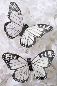 5" DECORATIVE FEATHER BUTTERFLY BLACK/WHITE PKG/12