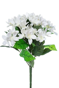 13" STEPHANOTIS BUSH WHITE