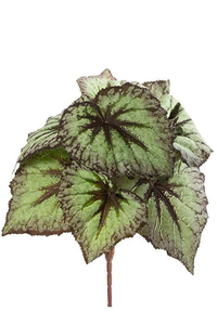 9" BEGONIA LEAF BUSH GREEN/PURPLE