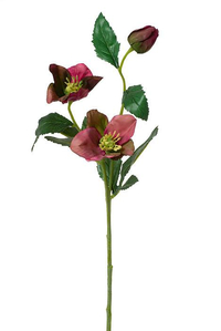 22" HELLEBORUS SPRAY ORCHID