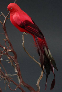 14.5" LONG TAIL FEATHER BIRD W/CLIP RED