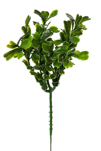 7" BOXWOOD PICK GREEN PKG/12