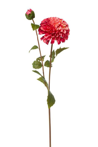 31" DAHLIA SPRAY ROSE/TWO TONE