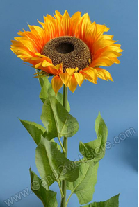 57" GIANT SUNFLOWER SPRAY YELLOW