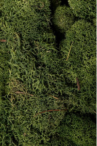 NATURAL REINDEER MOSS GREEN