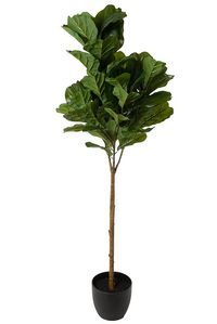 5FT SILK FIDDLE LEAF TREE IN POT GREEN