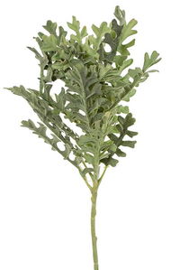 20.5" DUSTY MILLER SPRAY FROSTED GREEN