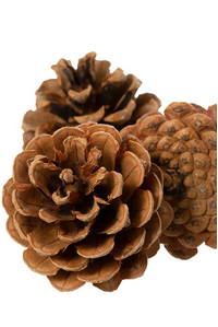 1.5-2" PINE CONE NATURAL PKG/1LB