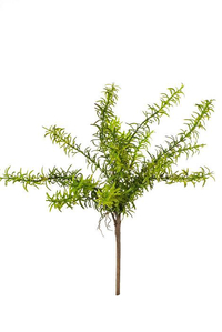 17" ROSEMARY BUSH GREEN