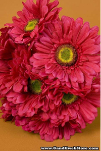 9" GERBERA DAISY STEM BEAUTY PKG/12