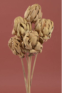 CHICO CHOKE/STEM NATURAL PKG/5