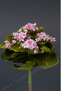 9" MINI KALANCHOE BUSH PINK