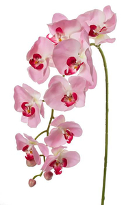 33.5" PHALAENOPSIS STEM PINK