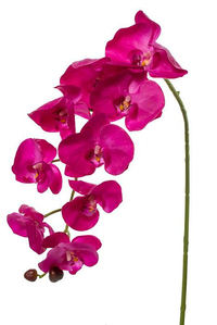 33.5" PHALAENOPSIS STEM FUSCHIA