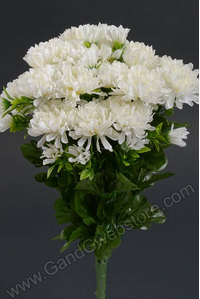 14" MUM BUSH CREAM