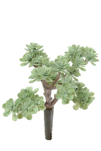 5" SEDUM PICK GREEN