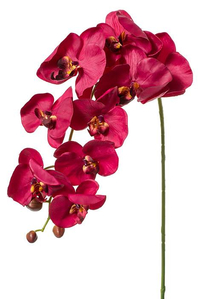 33.5" PHALAENOPSIS STEM BURGUNDY