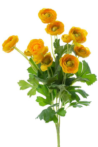 13" SILK MINI RANUNCULUS YELLOW