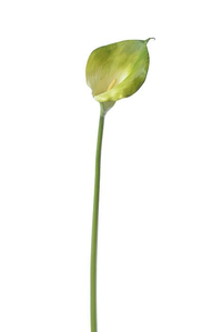 40" ARTIFICIAL OPEN CALLA LILY GREEN