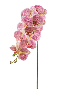 40" PHALAENOPSIS SPRAY PURPLE